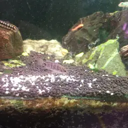 Siamese Badis, photo 11