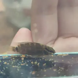Siamese Badis, photo 12