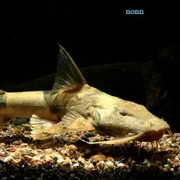 Giant Catfish