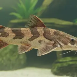 Giant Catfish, photo 3