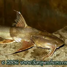 Banded Goonch