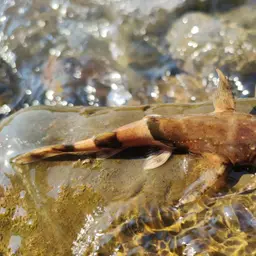 Banded Goonch, photo 2