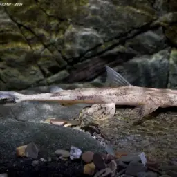 Crocodile Catfish