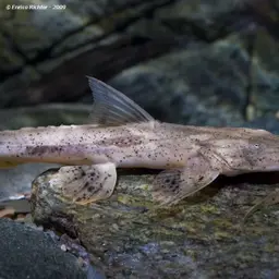 Crocodile Catfish, photo 2