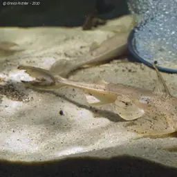 Crocodile Catfish, photo 3