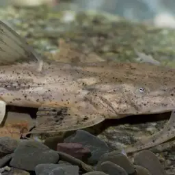 Crocodile Catfish, photo 4
