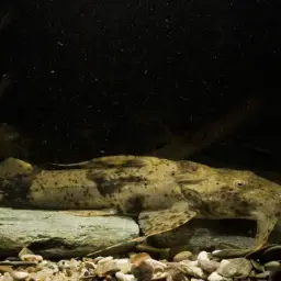 Giant Devil Catfish, photo 2