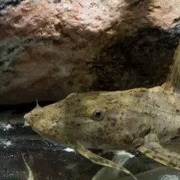 Giant Devil Catfish, photo 3
