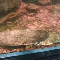 Giant Devil Catfish, photo 4