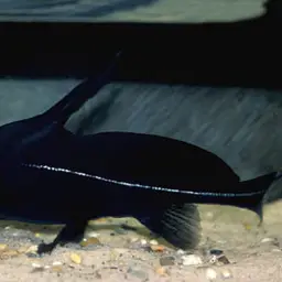 Lancer Catfish