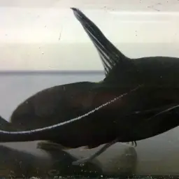 Lancer Catfish, photo 2