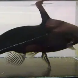 Lancer Catfish, photo 3