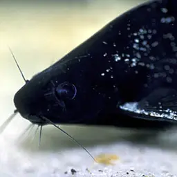 Lancer Catfish, photo 5