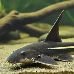 Lancer Catfish, photo 6