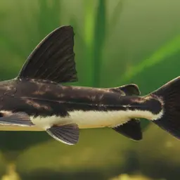 False Black Lancer