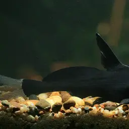 Lancer Catfish, photo 2