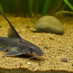 Lancer Catfish