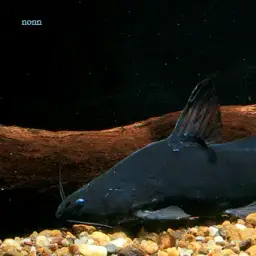 False Black Lancer, photo 2