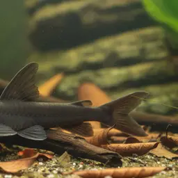 False Black Lancer