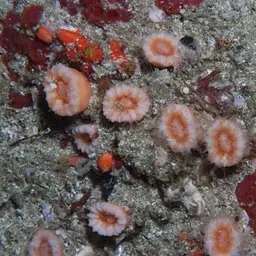 Balanophyllia bonaespei, photo 1