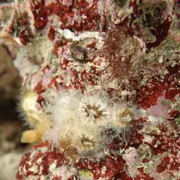 Balanophyllia bonaespei, photo 3