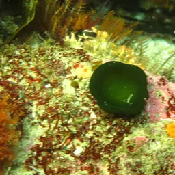 Balanophyllia bonaespei, photo 4
