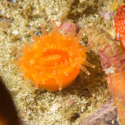 Balanophyllia bonaespei, photo 5