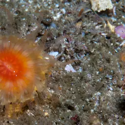 Balanophyllia bonaespei, photo 6