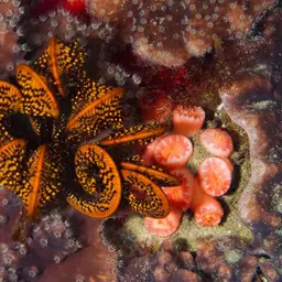 Balanophyllia bonaespei, photo 7