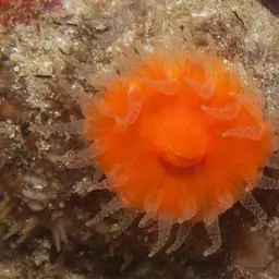 Balanophyllia bonaespei, photo 9