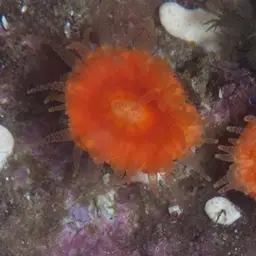 Balanophyllia bonaespei, photo 10
