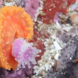 Cup Coral, photo 1