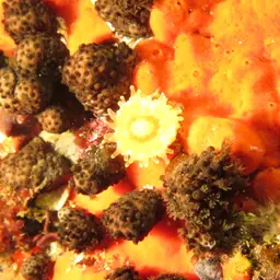 Cup Coral, photo 2