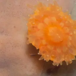 Cup Coral, photo 3