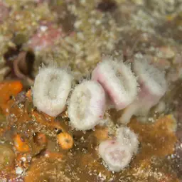 Cup Coral, photo 4