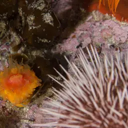 Cup Coral, photo 5