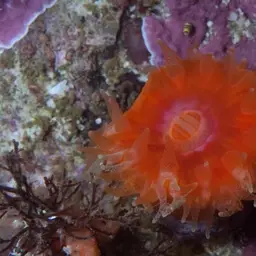 Cup Coral, photo 6