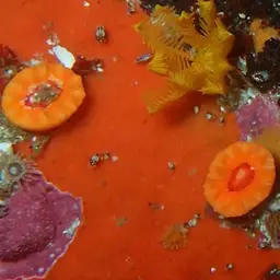 Cup Coral, photo 7