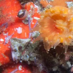 Cup Coral, photo 8