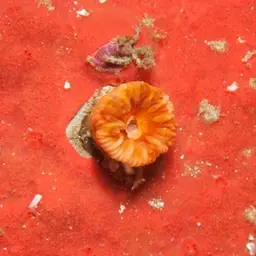Cup Coral, photo 9
