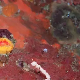 Cup Coral, photo 10