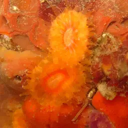 Cup Coral, photo 11