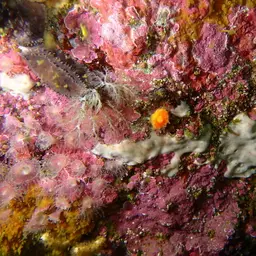Cup Coral, photo 12