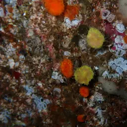 Orange Cup Coral, photo 1