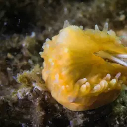 Orange Cup Coral, photo 2