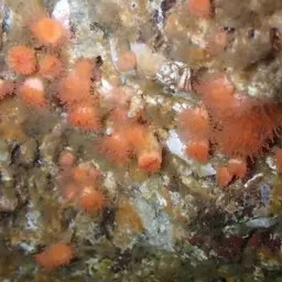 Orange Cup Coral, photo 3