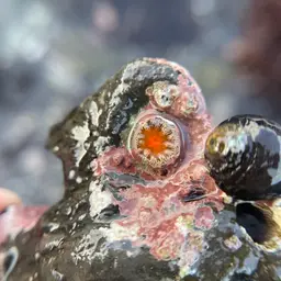 Orange Cup Coral, photo 4