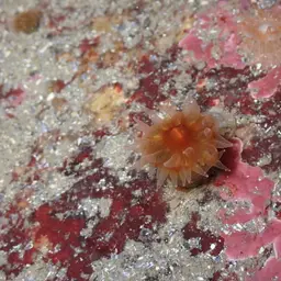 Orange Cup Coral, photo 5