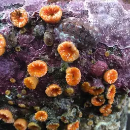 Orange Cup Coral, photo 6