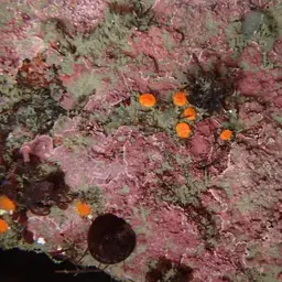 Orange Cup Coral, photo 7
